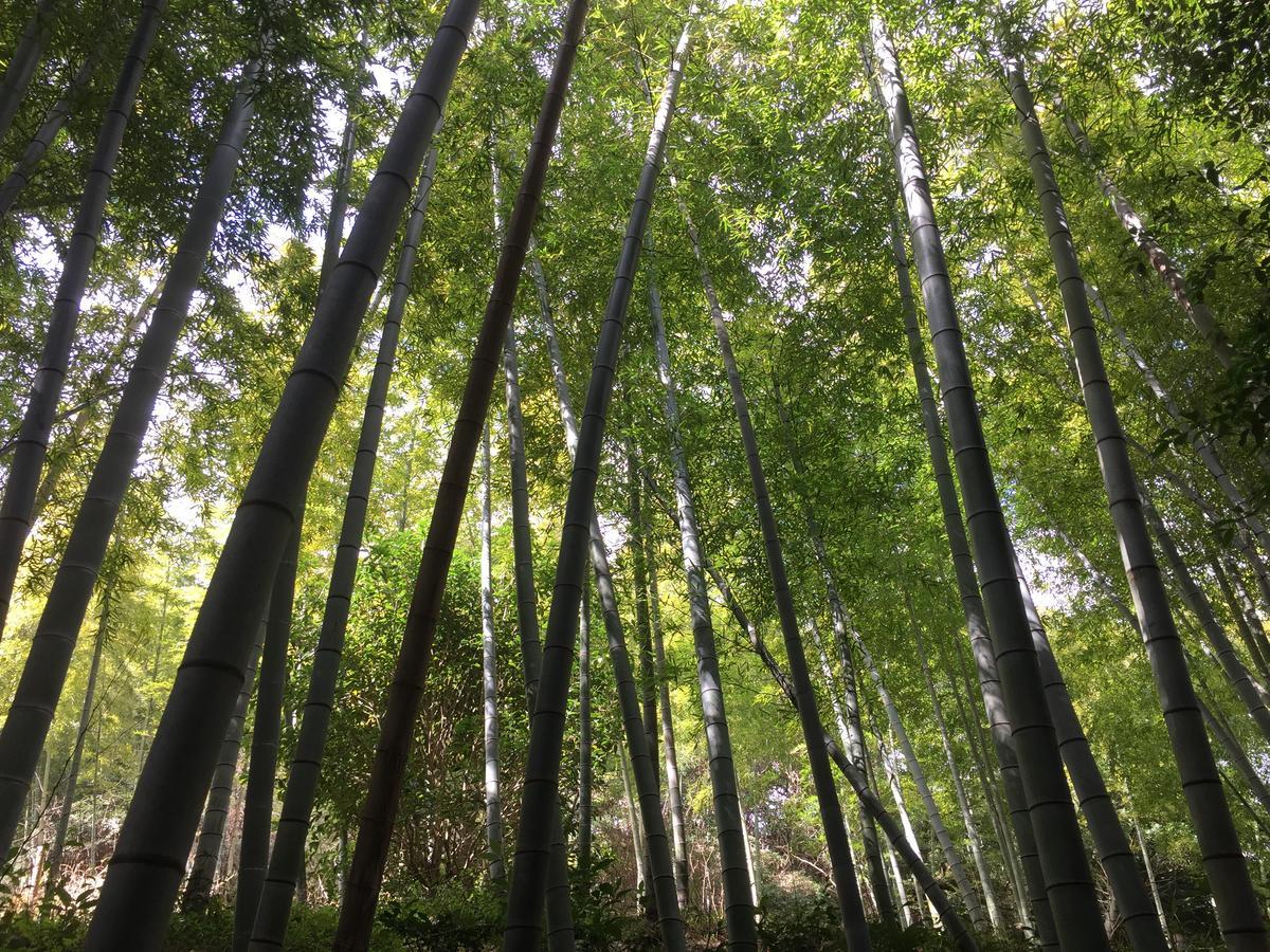 מלון Hakone Pacific מראה חיצוני תמונה